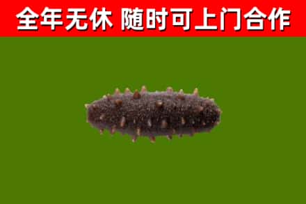 尖山区回收海参干